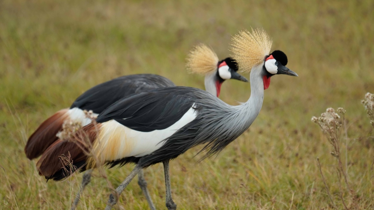 Photo of Cari Local Team - author of Private Tanzania Safari: How to Plan & Book Your Trip