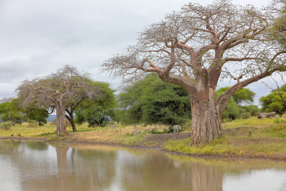 Photo of Cari Local Team - author of Affordable Tanzania: Safari Adventures Under $2,500