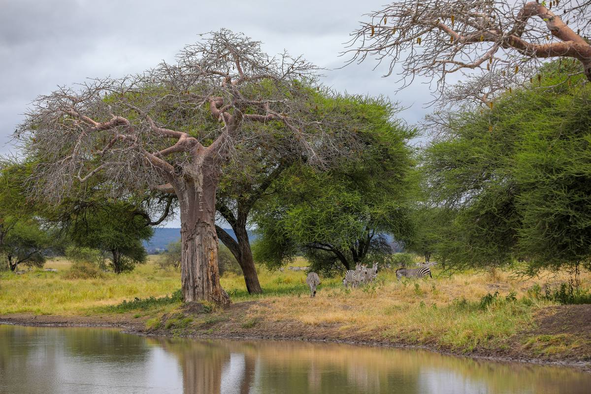 Arusha - Destination