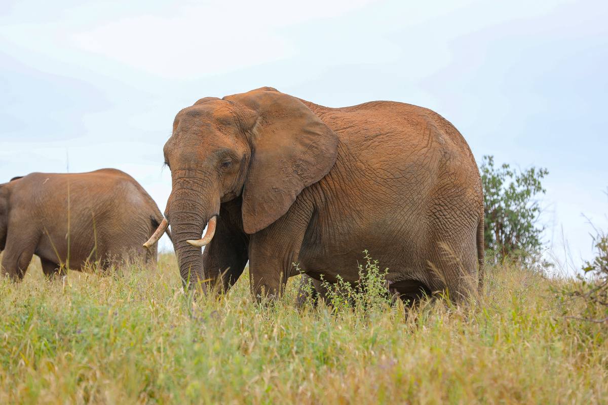 Serengeti National Park - Destination