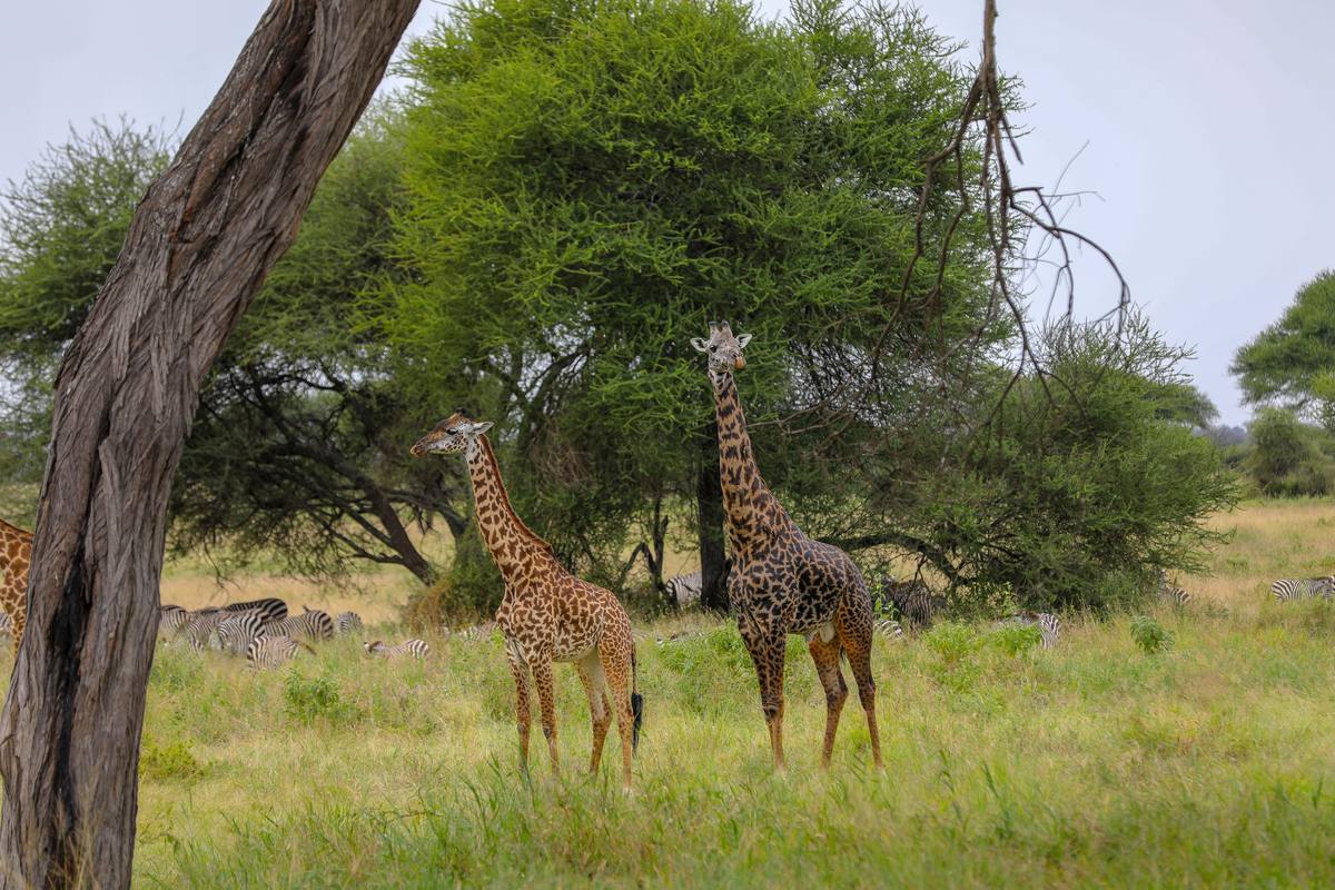 Tarangire National Park - Destination