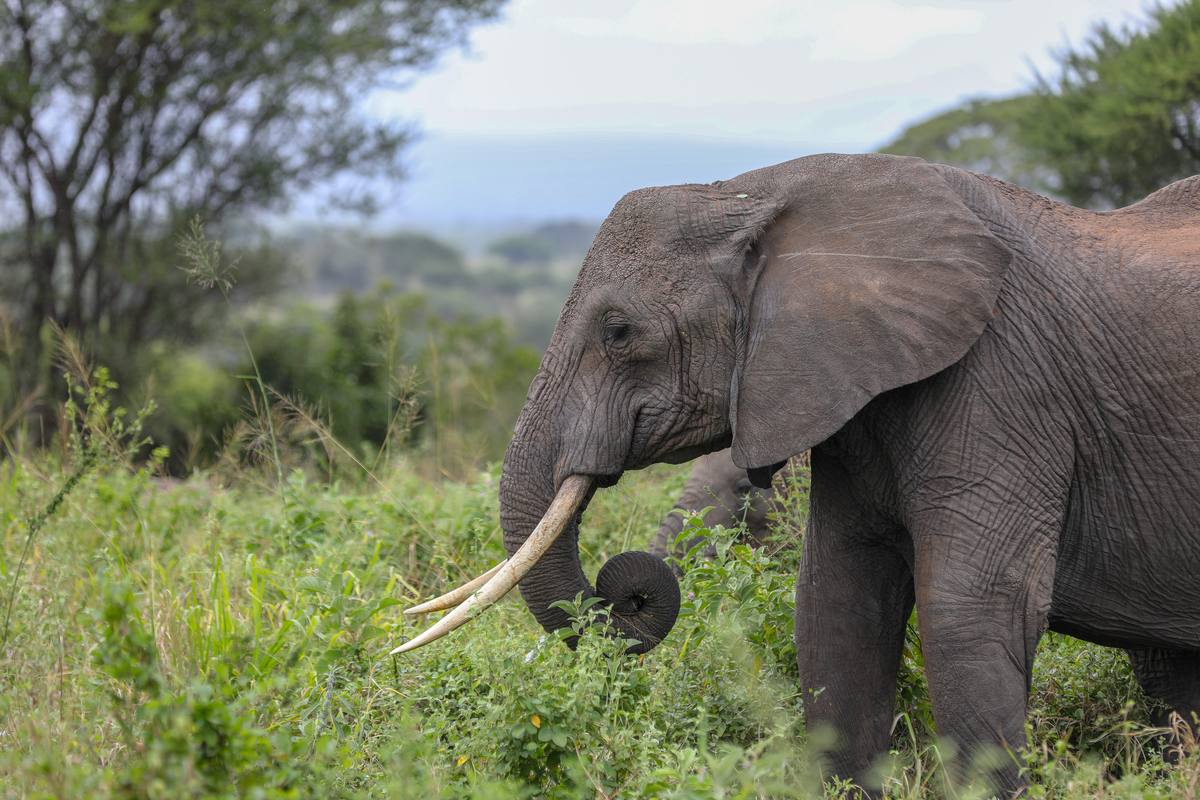 7-Day Discover Tanzania's Magnificent National Parks - 7 Days / 6 Nights
