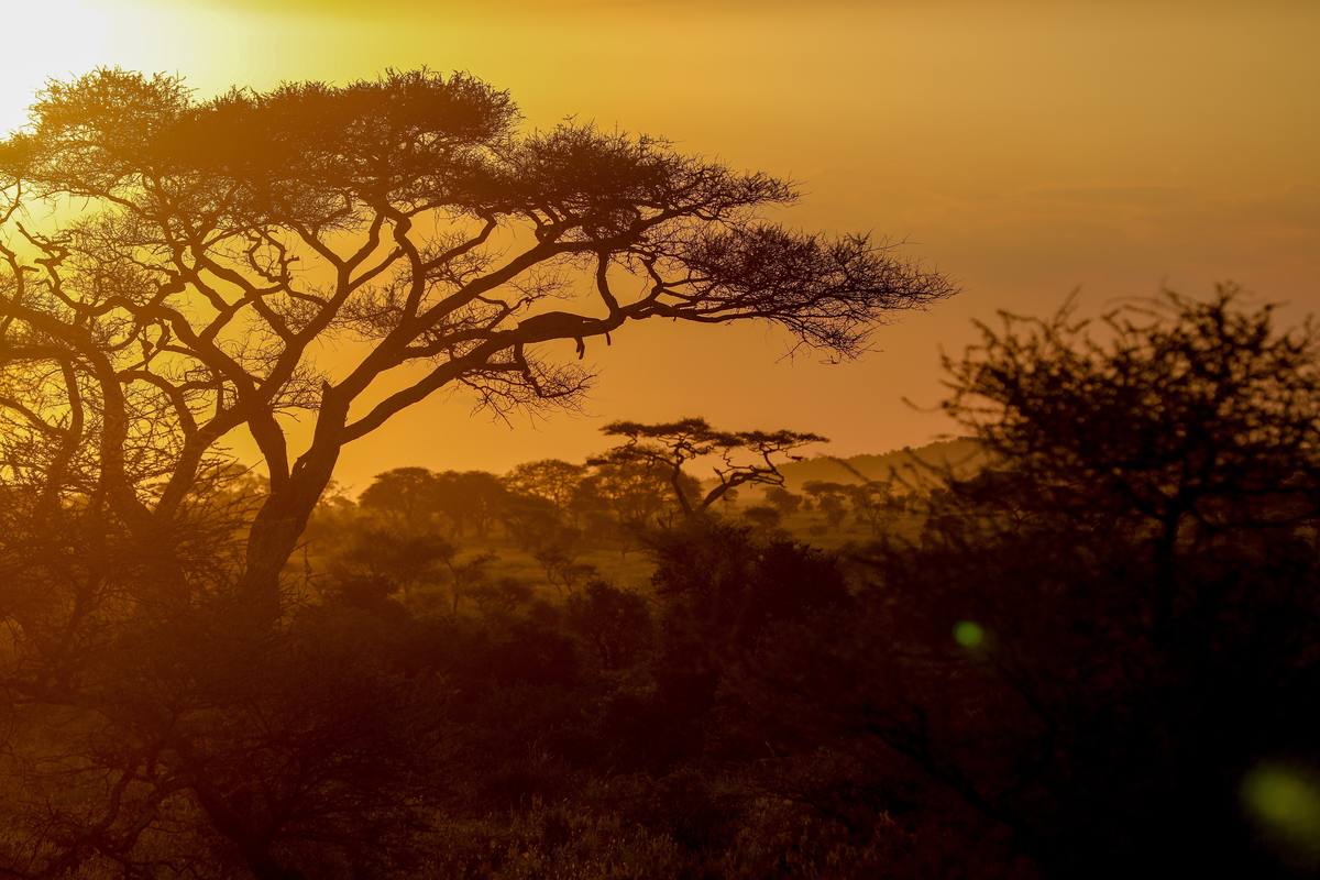 5-Day Game Drive Safari & Return Flight - 5 Days / 4 Nights