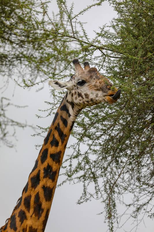 6-Day The Great Migration and Calving Spectacle - 6 Days / 5 Nights