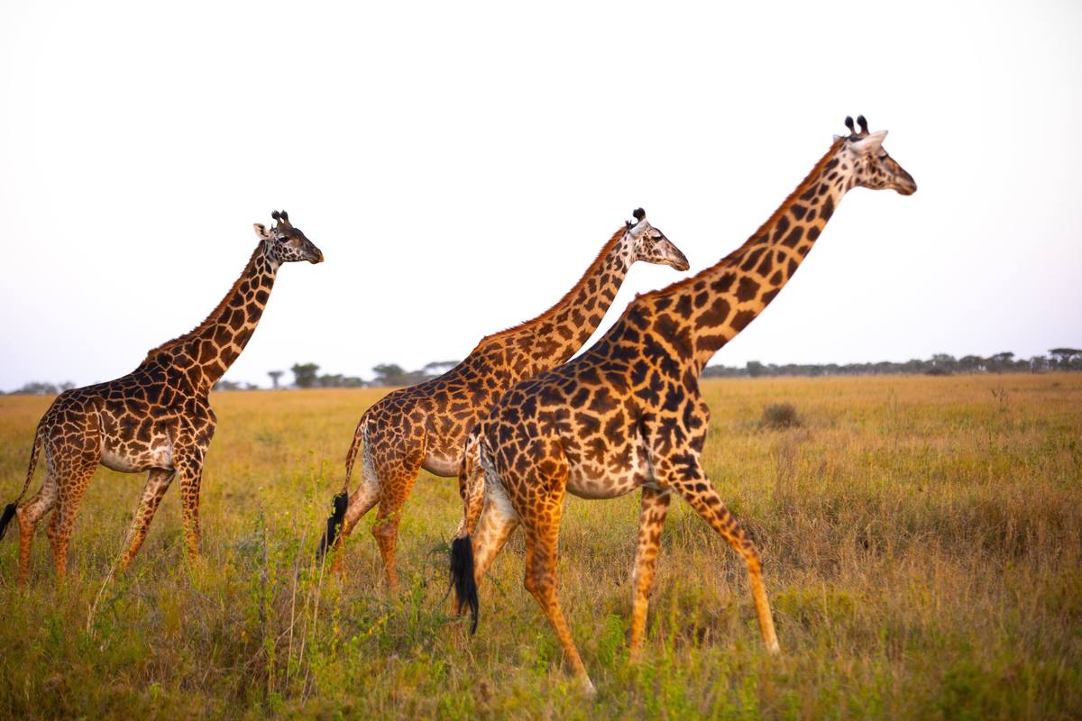 5-Day The Great Tanzania Safari - 5 Days / 4 Nights