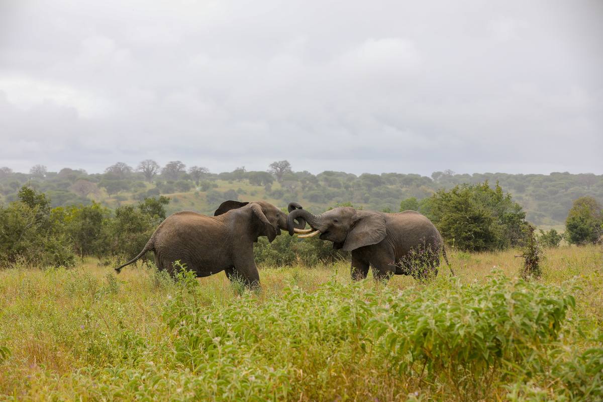 3-Day Unforgettable and Luxurious Tanzania Safari - 3 Days / 2 Nights