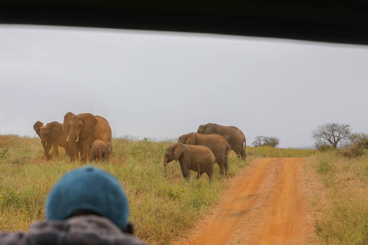 7-Day Serengeti Migration Spectacle (July to October) - 7 Days / 6 Nights