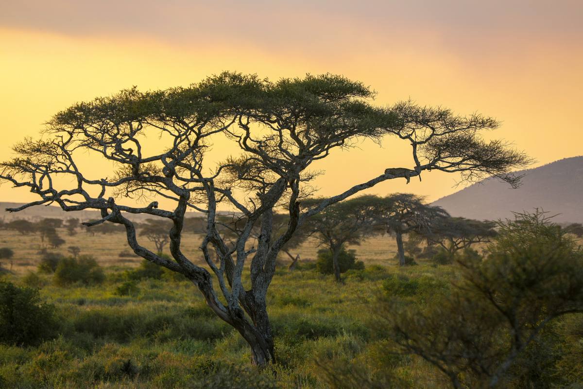 4-Day Tarangire, Ndutu, Ngorongoro & Zanzibar Adventure - 4 Days / 3 Nights