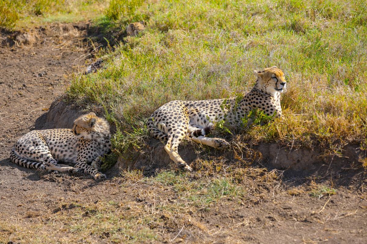 2-Day Top Notch Trip to Tarangire and Ngorongoro Crater - 2 Days / 1 Nights