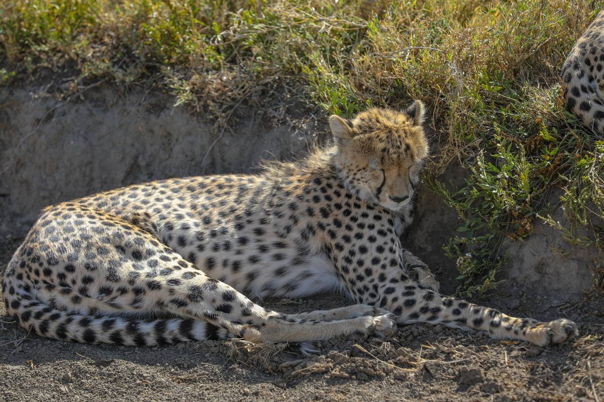7-Day Ultimate All-Inclusive Safari Adventure - 7 Days / 6 Nights