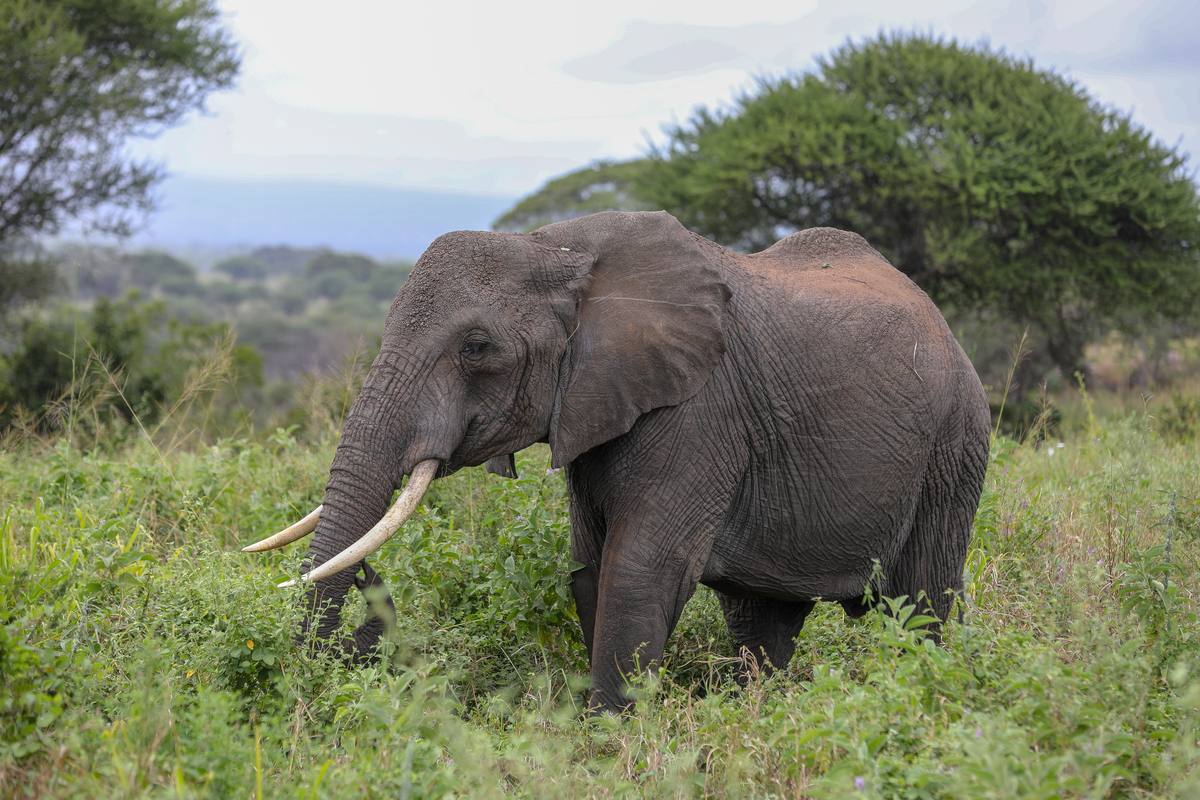 4-Day Unforgettable Safari Adventures in Tanzania - 4 Days / 3 Nights
