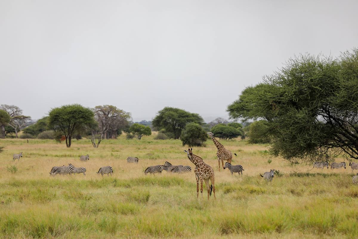 6-Day Zanzibar Beach & Tanzania Safari Combo Package - 6 Days / 5 Nights